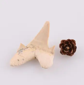 Shark ząb fossil dzieci prezent z pudełkiem dekoracji domu